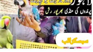 Lahore Sunday Birds Market New update [upl. by Omle]