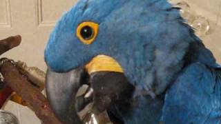 Scooby the hyacinth macaw talking [upl. by Ttirb]