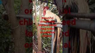 Beautiful ornamental chicken breed long tail chicken music [upl. by Abbie889]