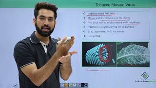 Class 11th – Virus  Tobacco Mosaic  Biological Classification  Tutorials Point [upl. by Niela214]