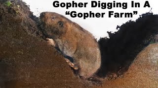 Watch a Gopher dig tunnels in the quotGopher Farmquot Live Trapping Gophers  Mousetrap Monday [upl. by Adekan80]