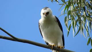 Gaviãopato Spizaetus melanoleucus  Blackandwhite Hawkeagle [upl. by Cooley255]