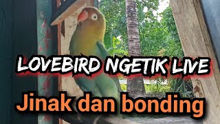 Pancingan Lovebird ngetik ‼️ Lovebird jinak dan bonding ‼️lovebirdjinak lovebirdngekek [upl. by Kylah]