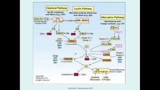 Early Complement Deficiencies  CRASH Medical Review Series [upl. by Ernesto]