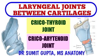 LARYNGEAL JOINTS  Cricothyroid Joint  Cricoarytenoid Joint [upl. by Dacy437]