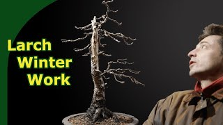 Developing Larch Bonsai what to do in Winter [upl. by Ymac]