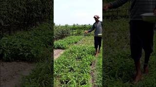 Topdressing in Water Spinach Field shorts [upl. by Hako784]