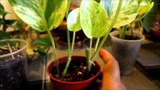 Rooting Pothos plant [upl. by Wertheimer]