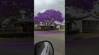 Purple tree Brisbane  Australian Summer  Capalaba [upl. by Cira]