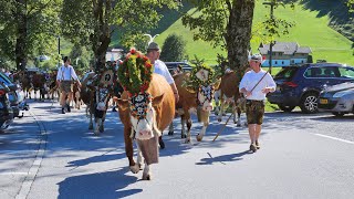 Almabtrieb am Achensee 2024 [upl. by Harrus]