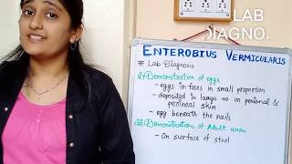 Enterobius Vermicularis morphology Life cycle in hindi Pathogenesis in hindi Lab diagnosis [upl. by Tillie]