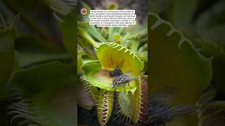 Carnivorous plant native to the temperate and subtropical wetlands flytrap shorts fly nature yt [upl. by Naashar161]