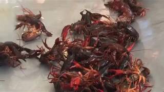 Touring a LOUISIANA CRAWFISH FARM 🦞  Jeff Davis Parish LA [upl. by Ative]