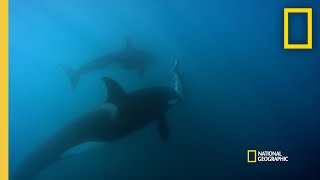 Orca Hunt Seven Gill Sharks  Orca vs Great White [upl. by Assehc]