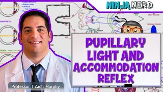 Special Senses  Pupillary Light amp Accommodation Reflex [upl. by Anileba]