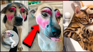 Funniest Cats And Dogs Videos 😁  Best Funny Animal Videos 2024 🥰4 [upl. by Akili]