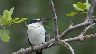 Collared kingfisher Bird Beautifully on the tree [upl. by Seyer]