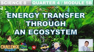 ENERGY TRANSFER THROUGH AN ECOSYSTEM SCIENCE 8 QUARTER 4 MODULE 5B FOOD CHAIN FOOD WEB ECOSYSTEM [upl. by Paik241]