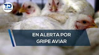 Autoridades se mantienen en alerta ante gripe aviar [upl. by Gilberte211]