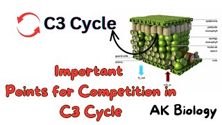 Important points for exam of C3 Cycle  Photosynthesis Quick review [upl. by Kimmie]