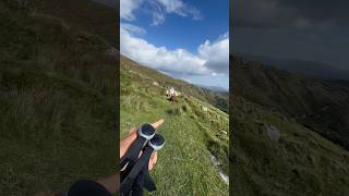 Wie komme ich an diesen Kühen vorbei irland wandern [upl. by Mosley794]