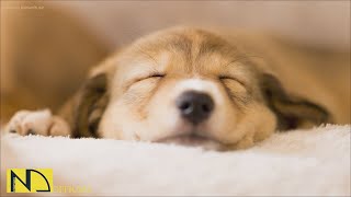 20 HOURS of Deep Sleep Anti Separation anxiety Dog Music💖Calming Dog Music🎵stressed dog🐶 NadanMusic [upl. by Ester]