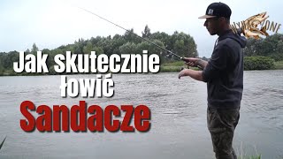 Jak złowić sandacza▪️Jak prowadzić przynęty▪️Jak łowić z opadu [upl. by Michell]