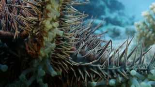 Deadly Starfish Eats Coral Crown of Thorns Starfish COTS crisis [upl. by Hutchinson]