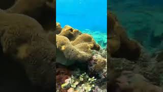 snorkeling penida bali [upl. by Adneram]