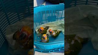 Sunconur Hand feeding baby🦜 mini vlogs with birds birds shortvideo birdslover parrot [upl. by Maise]