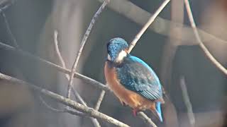 Eisvogel in der Natur zwischen Ästen 🐦😘❤️ mit Swarovski BTX 115mm [upl. by Kehoe206]