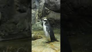 Chinstrap penguins at Moody gardens pt 1 [upl. by Leeanne]