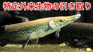 爬虫類館で特定外来生物を引き取る為には・・・ [upl. by Shepherd]