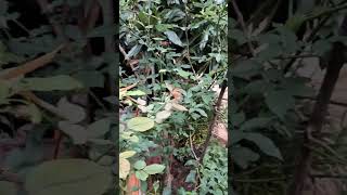 Beautyful rose tree videos like subscreibe [upl. by Aiset]