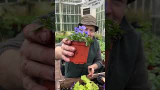 How to plant a simple early Hanging Basket WEBSHOP httpspergolanurseriesecwidcom [upl. by Uchish160]