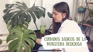 CUIDADOS BÁSICOS DE LA MONSTERA DELICIOSAGuía de cuidados y propagación [upl. by Rutherford159]