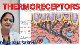 Thermoreceptors Types of receptors [upl. by Eednil694]