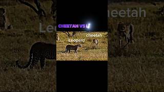 cheetah vs leopard trending cheetah leopard shorts short wildlife youtubeshorts viralvideo [upl. by Mccurdy]