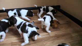 Springer Spaniel Puppies At Play [upl. by Boj]