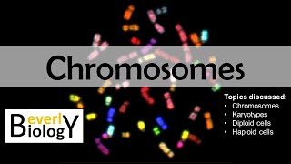 Chromosomes diploid vs haploid  updated [upl. by Farris]