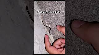 Brahminy blind snake [upl. by Bouchier124]