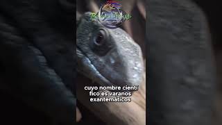 ¡Descubre el Varano de la Sabana wildlife pets animals mascotas vidasalvaje [upl. by Nnairek455]