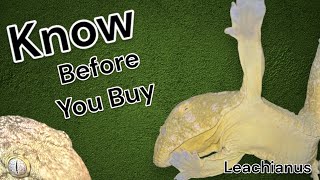 Leachianus Gecko  know before you buy [upl. by Brechtel]