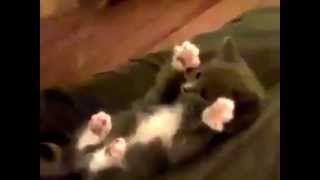 Cute Ticklish Peek a Boo Kitten [upl. by Animsay]