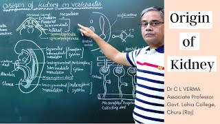 Origin of Kidney in Verterbrates [upl. by Celisse]