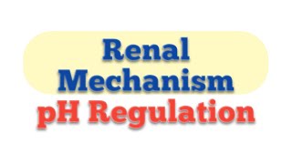 Renal Mechanism of Blood pH Regulation Physiological Mechanism of pH regulation [upl. by Rosemarie]