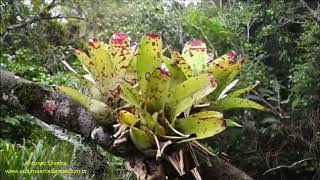 Bromeliad Neoregelia cf marmorata Brazil by Antonio Silveira [upl. by Gabriell]