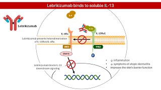 Understanding Lebrikizumab A New Hope for Eczema│ Pharmacology Mechanism of Action [upl. by Siuqaj]