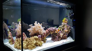 Simple Stable Successful reef tank  Fluval Evo 135 [upl. by Ayerf120]