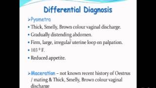 Pyometra in small animals dog and clinical signs diagnosistratments [upl. by Anahsar]